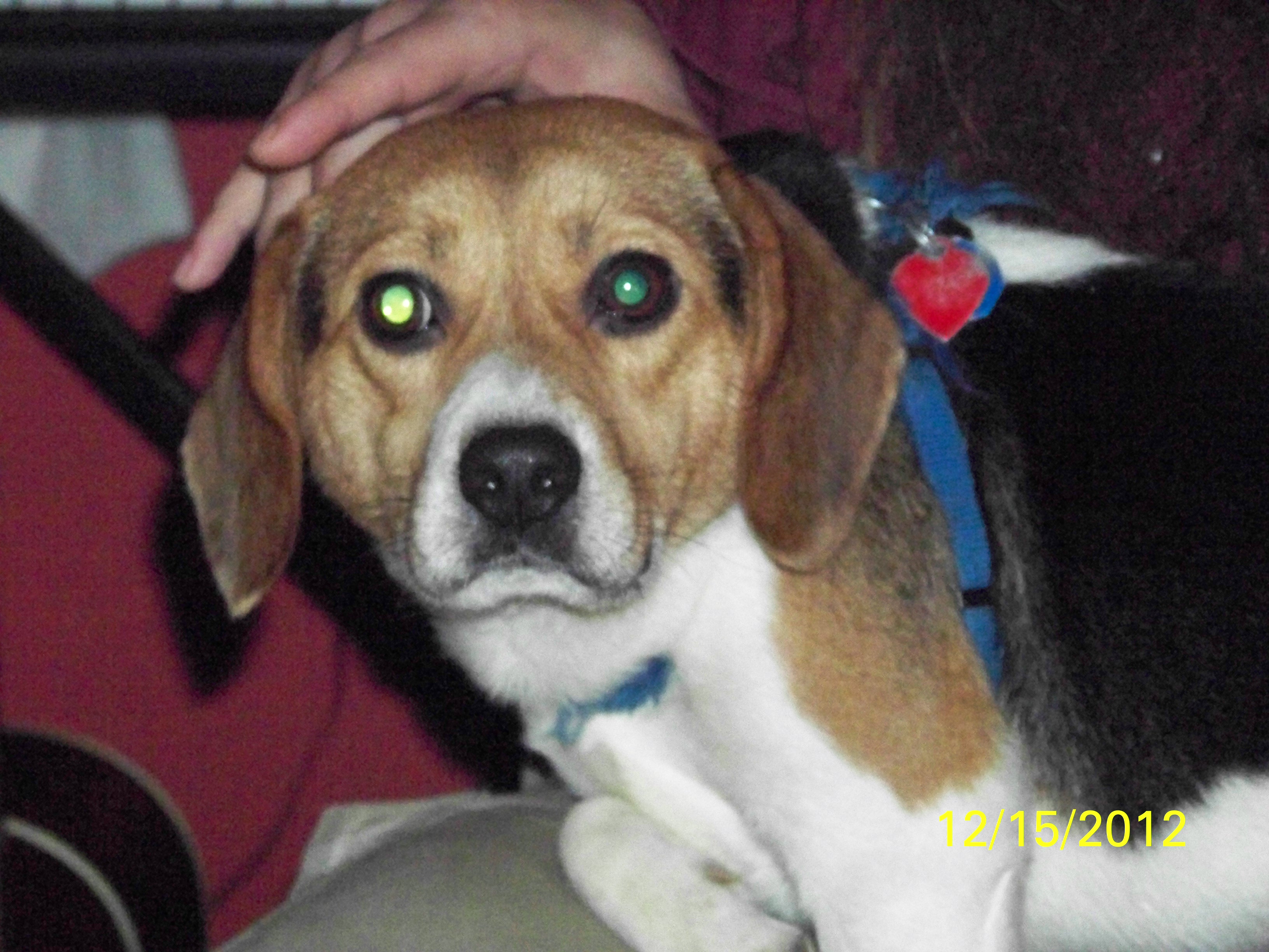 Hypnotized by Petting